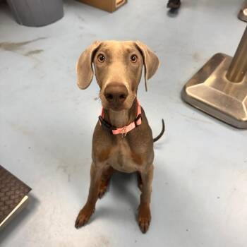Bee -  Weimaraner Dog for Adoption in Brockton, Massachusetts - Bee | PetCurious