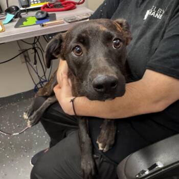 Pj -  Mixed Breed Dog for Adoption in Columbiana, Alabama - Pj | PetCurious