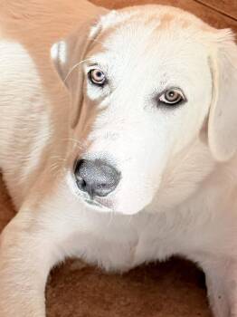 Mia Grace ATX -  Akbash and Great Pyrenees Dog for Adoption in Quinlan, Texas - Mia Grace ATX | PetCurious