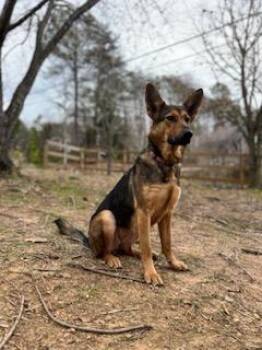 German Shepherd Dog Dogs Available for Adoption in Roswell, Georgia - Freya | PetCurious