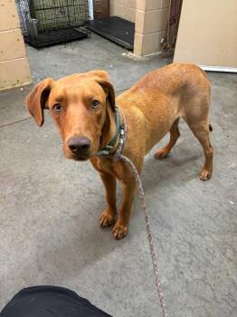 Doberman Pinscher Dogs Available for Adoption in Swainsboro, Georgia - Russo | PetCurious