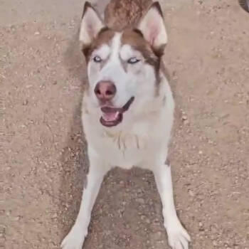 Rescue Siberian Husky Dogs for Adoption in Apache Junction, Arizona - Caramel | PetCurious
