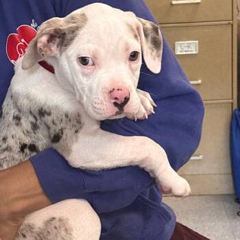 Cadbury -  Mixed Breed Dog for Adoption in Greensboro, North Carolina - Cadbury | PetCurious