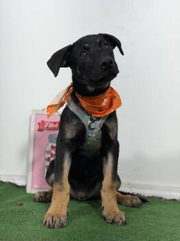 Ulassies-One of our Amazing Rescue Dogs -  German Shepherd Dog and Belgian Shepherd Malinois Dog for Adoption in Carlsbad, California - Ulassies-One Of Our Amazing Rescue Dogs | PetCurious