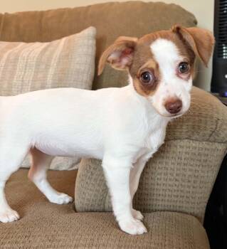 Lolli -  Chihuahua and Jack Russell Terrier Dog for Adoption in Pleasure Rdge, Kentucky - Lolli | PetCurious