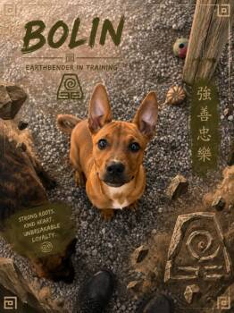 Bolin -  Black Mouth Cur Dog for Adoption in Bryson City, North Carolina - Bolin | PetCurious