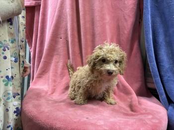 BF/ Poodle 1 copy #2 -  Bichon Frise and Poodle Dog for Adoption in Chattanooga, Tennessee - BF/ Poodle 1 Copy #2 | PetCurious