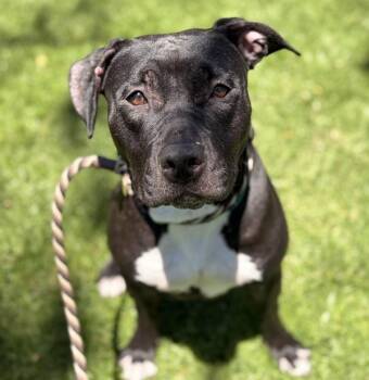 Kala -  Pit Bull Terrier Dog for Adoption in Oakland, California - Kala | PetCurious