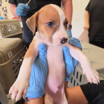 Kato -  Terrier Dog for Adoption in Birmingham, Alabama - Kato | PetCurious