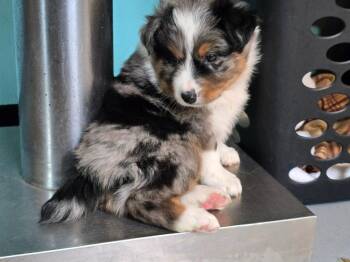 MA3 Potato -  Australian Shepherd Dog Available for Adoption in Ashland, Wisconsin - MA3 Potato | PetCurious