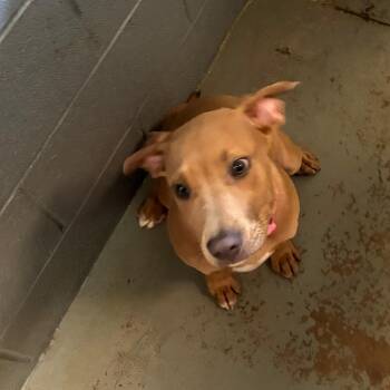 Mixed Breed Dogs Available for Adoption in Gadsden, Alabama - Friday | PetCurious