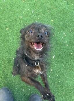Chihuahua and Yorkshire Terrier Dogs Available for Adoption - Elmer Fuzz And Elf | PetCurious