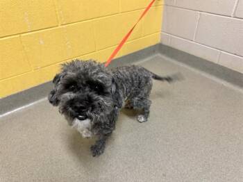HOPPER -  Poodle and Mixed Breed Dog for Adoption in Colorado Springs, Colorado - HOPPER | PetCurious