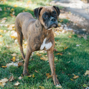 Rescue Boxer Dogs for Adoption in Northbrook, Illinois - Sage | PetCurious
