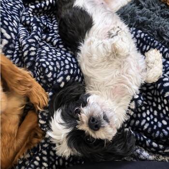 Delilah -  Shih Tzu Dog for Adoption in Austin, Texas - Delilah | PetCurious