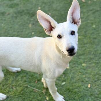 Rue -  German Shepherd Dog and White German Shepherd Dog for Adoption in Amarillo, Texas - Rue | PetCurious