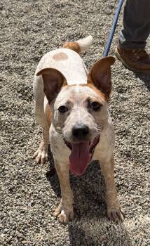 Cinnamon -  Cattle Dog Dog for Adoption in Brooks, Maine - Cinnamon | PetCurious