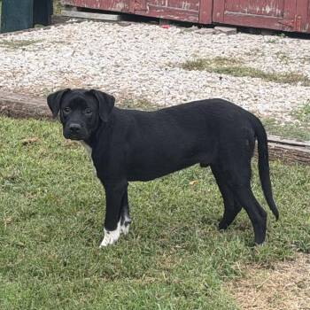 Phil -  Mixed Breed Dog for Adoption in Springboro, Ohio - Phil | PetCurious