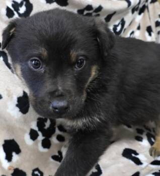 Shepherd Dogs Available for Adoption - Omiz | PetCurious