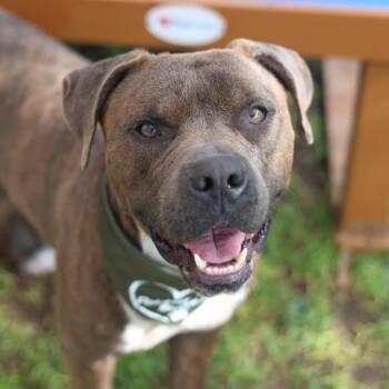 CAYENNE PEPPER -  American Staffordshire Terrier Dog for Adoption in San Antonio, Texas - CAYENNE PEPPER | PetCurious