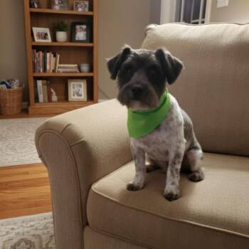 Oreo -  Schnauzer and Poodle Dog for Adoption in San Diego, California - Oreo | PetCurious