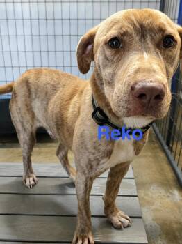 Reko -  Labrador Retriever and Mixed Breed Dog for Adoption in Warrenton, Missouri - Reko | PetCurious