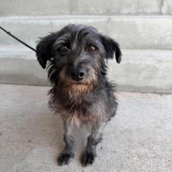 Chiquilin -  Terrier and Mixed Breed Dog for Adoption in Bend, Oregon - Chiquilin | PetCurious
