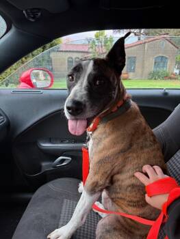 Rescue Pit Bull Terrier and Mixed Breed Dogs for Adoption in Los Angeles, California - Dexter | PetCurious