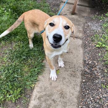 Labrador Retriever Dogs Available for Adoption - Beetle | PetCurious