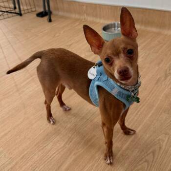 Chihuahua Dogs Available for Adoption in San Francisco, California - Hamilton 13886 | PetCurious