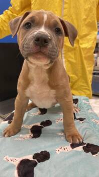 Woods -  Boxer and American Bulldog Dog for Adoption in Phoenix, Arizona - Woods | PetCurious