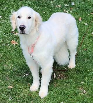 Golden Retriever Dogs Available for Adoption in Antwerp, Ohio - Courtesy Post. Willow  In Maumee  | PetCurious