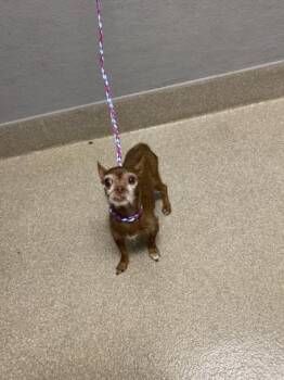 CINDY -  Chihuahua Dog for Adoption in Las Vegas, Nevada - CINDY | PetCurious