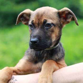 CT Guinness -  German Shepherd Dog and Labrador Retriever Dog for Adoption in Stormville, New York - CT Guinness | PetCurious