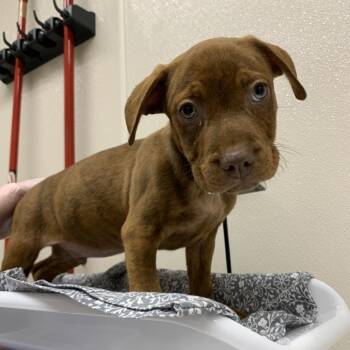 Canyon -  Pit Bull Terrier Dog for Adoption in Morganton, North Carolina - Canyon | PetCurious