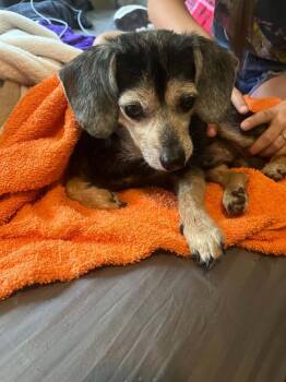 Dudley -  Beagle and Chihuahua Dog for Adoption in Bartlesville, Oklahoma - Dudley | PetCurious