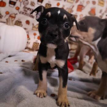 Soup -  Pit Bull Terrier and Mixed Breed Dog for Adoption in Avon, Ohio - Soup | PetCurious