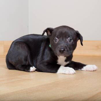Malcolm D70944 -  Labrador Retriever and Beagle Dog for Adoption in Minnetonka, Minnesota - Malcolm D70944 | PetCurious