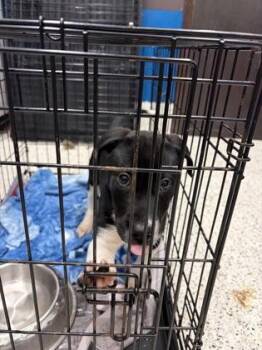 Captain Underpants -  Mixed Breed Dog for Adoption in Atlanta, Georgia - Captain Underpants | PetCurious