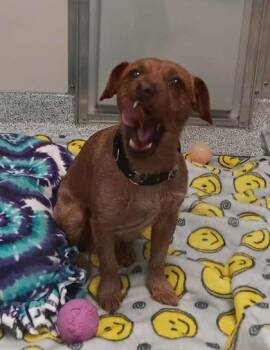 Rescue Terrier Dogs for Adoption in Annapolis, Maryland - Broski | PetCurious