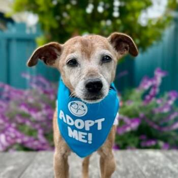 Rescue Chihuahua Dogs for Adoption in Pacific Grove, California - Baguette | PetCurious