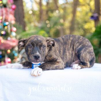 Rescue Pit Bull Terrier Dogs for Adoption in Wake Forest, North Carolina - Ham | PetCurious