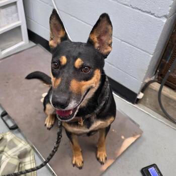 Rosie -  Australian Cattle Dog Blue Heeler Dog for Adoption in Duncan, Oklahoma - Rosie | PetCurious