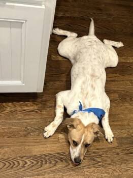 Rescue Labrador Retriever and Mixed Breed Dogs for Adoption in Atlanta, Georgia - Chingy | PetCurious