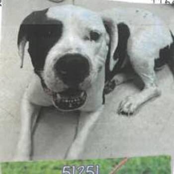 Calf -  Mixed Breed Dog for Adoption in West Palm Beach, Florida - Calf | PetCurious