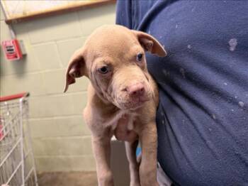 LUCAS -  Pit Bull Terrier and Mixed Breed Dog for Adoption in Tulsa, Oklahoma - LUCAS | PetCurious