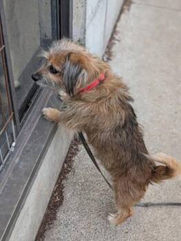 Mixed Breed Dogs Available for Adoption in Montreal, Quebec - Marley | PetCurious