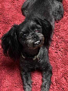 Rescue Shih Tzu Dogs for Adoption in High Point, North Carolina - Cody | PetCurious