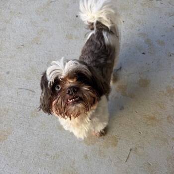 Bobby -  Shih Tzu Dog for Adoption in Baton Rouge, Louisiana - Bobby | PetCurious