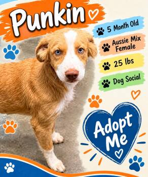 Punkin -  Mixed Breed Dog for Adoption in Rock Hill, New York - Punkin | PetCurious